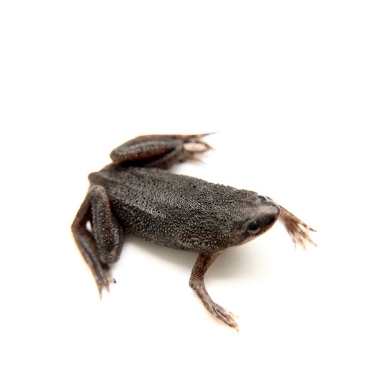 Hymenochirus   Dwergklauwkikker M